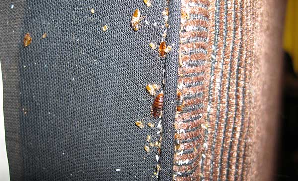 Личинки клопів   домашніх і постільних, як виглядають на фото