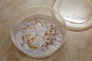 Ріпа: посадка і догляд у відритому грунті