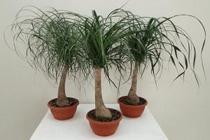 Пляшкове дерево (рослина Нолина) — догляд в домашніх умовах