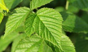 Листя і ягоди малини: корисні властивості, протипоказання, застосування чорної і жовтої малини, чай з листя