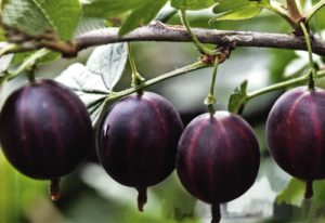 Все про вирощування високоврожайного агрусу Командор