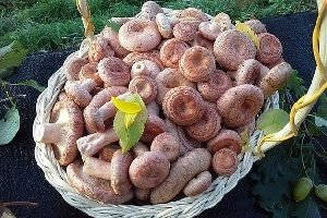 Волнушка — делікатес або поганка