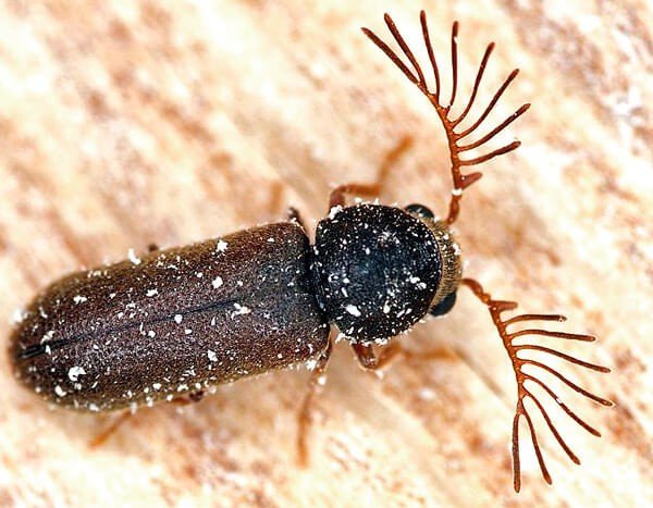 Деревне жук: ознаки появи, боротьба і профілактика