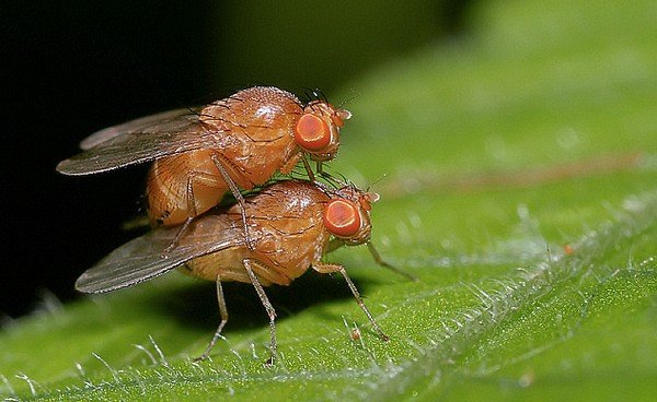 Винні мошки – як вивести простими способами