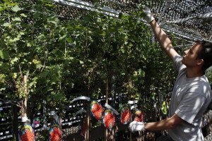 Вирощування червоної смородини: вибір сорту, особливості посадки і догляду, розмноження живцями і відведеннями, фото і відео