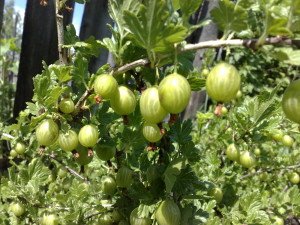 Посадка агрусу навесні — як і в якому місяці правильно садити?