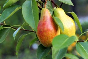 Опис сорту груші Талгарская красуня: особливості плодів і правила посадки