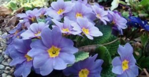 Ніжна красуня печіночниця та її застосування в саду і в медицині