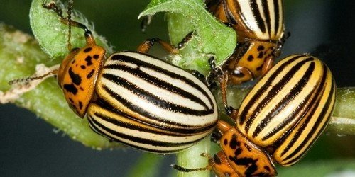Колорадський жук   цікаві факти