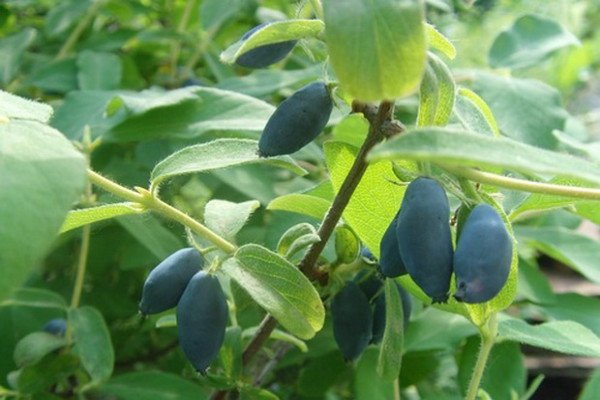 Які сорти жимолості найкраще підходять для Уралу: назви та опис видів, нюанси посадки та догляду