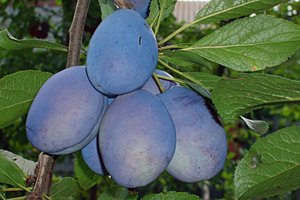 Зливу для Підмосковя: вибір кращого сорту і рекомендації по догляду