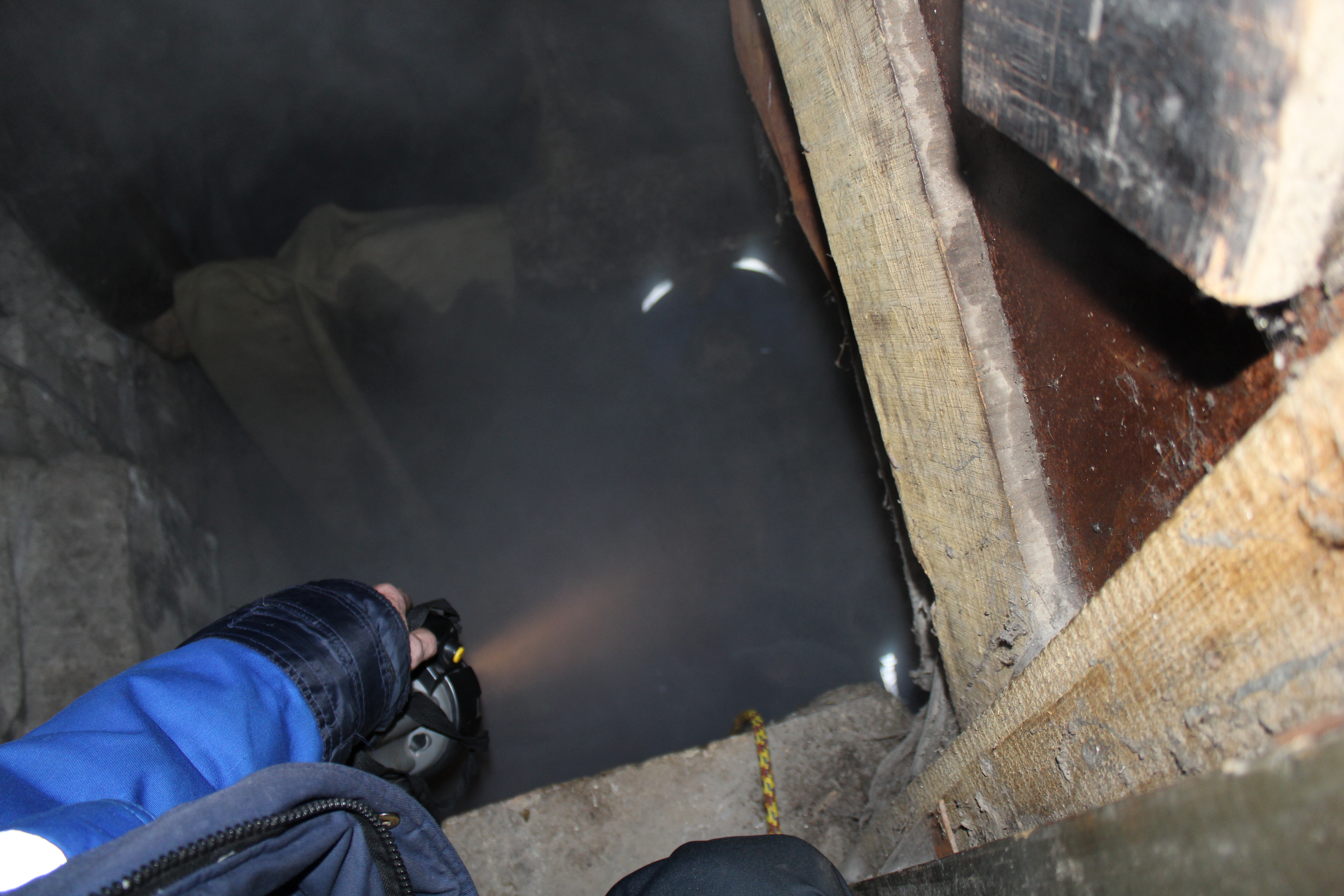 Земляні блохи фото, укуси і як позбутися народними засобами