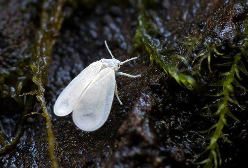 Білокрилка: фото та детальний опис