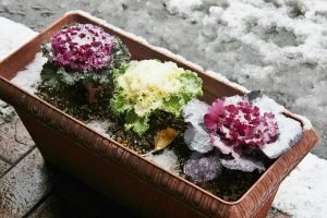 Декоративна капуста: вирощування і догляд