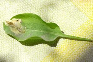 Унікальний щавель — його властивості і способи застосування