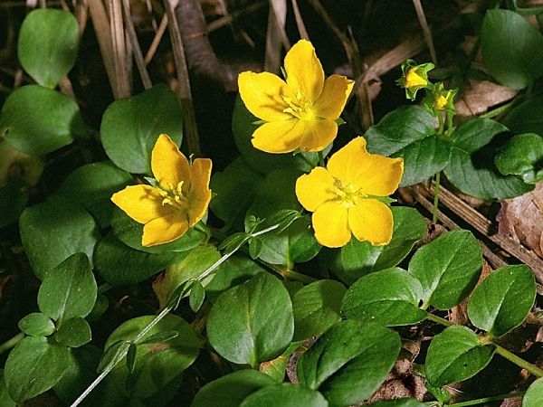 Грунтопокривні багаторічні садові квіти: фото та назви рослин, поради по догляду