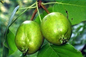 Груша Усурійська: відмітні особливості груші дички і культурного дерева