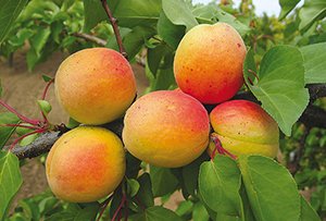 Сорти абрикоса Ананасний, Мелітопольський ранній і пізній, Королівський