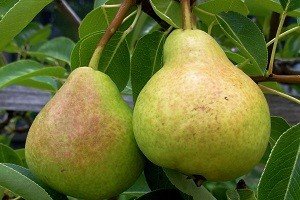 Популярні осінні сорти груш Бере Боск, Московська, Вірна і Россошанская: характерні особливості плодів