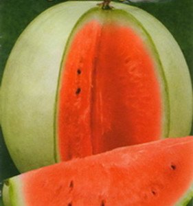 Середньопізні та пізні сорти кавунів: характеристики та особливості вирощування та зберігання