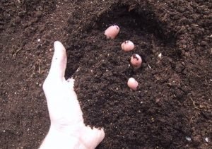 Високоврожайний картопля «Ласунок»: характеристика та опис сорту, фото і відгуки