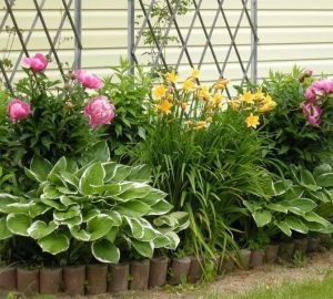 Як створити квітник безперервного цвітіння з багаторічників: схеми, покрокова інструкція, фото і відео