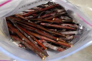 Щеплення груші: підготовка дерева і способи щеплення