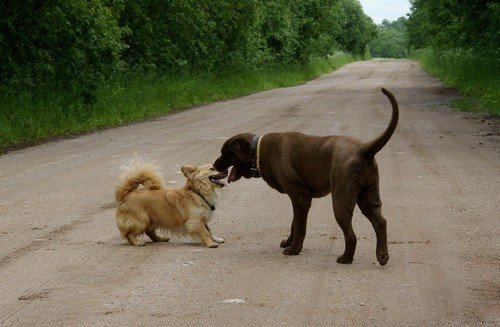 Як вивести бліх у собаки в домашніх умовах народними засобами і засобами з магазину