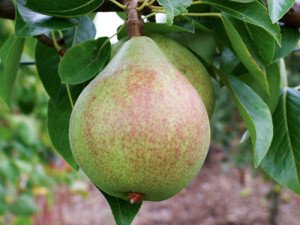 Сорт груші Улюблениця Клаппа: вирощуємо великі груші на своїй ділянці