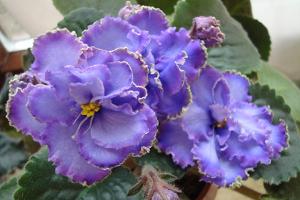 25 фото найбільш красивих і яскравих представниць ніжних фіалок