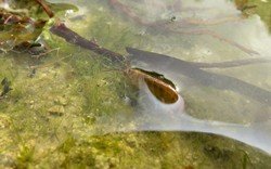 Піщані блохи з за кордону   фото і як позбутися