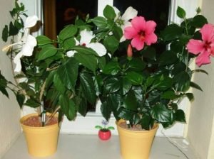 Китайська троянда (або Гібіскус) — догляд в домашніх умовах за кімнатної красунею