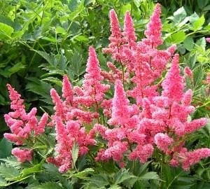 Міксбордер з багаторічників: принципи пристрою, схеми та назви рослин, покрокова відеоінструкція