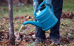 Вирощування абрикоса в Підмосковї: вибір сортів, посадка і догляд за саджанцями