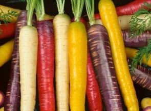 Кращі сорти моркви: опис і особливості
