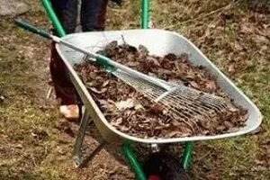 Підгодівля полуниці навесні — добрива та догляд