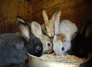 Розведення кроликів як прибутковий бізнес: план і ідеї по організації справи, рентабельність та можливі ризики