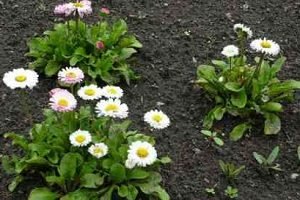 Перлинні маргаритки – дивна прикраса ландшафту