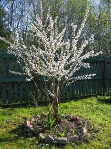 Опис сорту черешні з красивою назвою Джерело: вибір саджанців та їх посадка