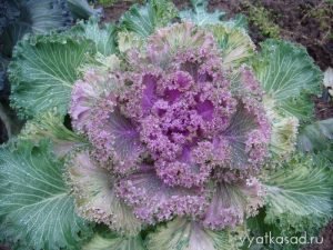 Декоративна капуста: вирощування і догляд