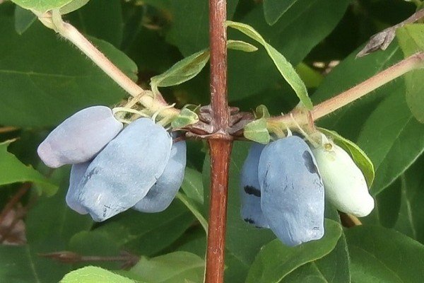 Фото підбірка кращих сортів жимолості їстівної для Підмосковя: опис видів та поради по догляду