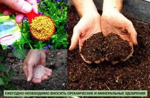 Догляд за черешнею навесні: підгодівля і обробка від шкідників і хвороб