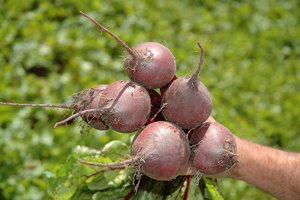 Вирощування буряків в Підмосковї: кращі сорти для відкритого ґрунту