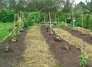 Як садити виноград — поради по вирощуванню і догляду, відео