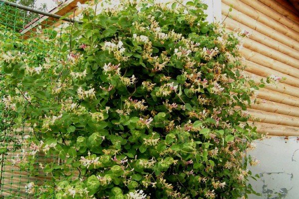 Кращі сорти жимолості — фото з назвою і описом