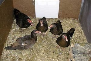 Индоутки — розведення зміст догляд в домашніх умовах