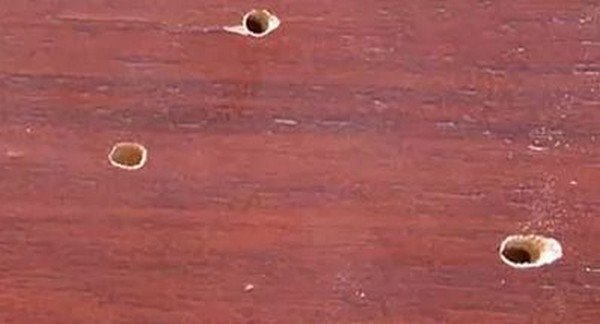 Жук точильник – як знайти та вивести шкідника