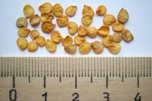 Посів насіння солодкого перцю на розсаду: вибираємо, готуємо і ростимо насіння правильно