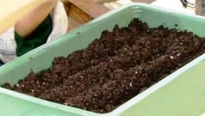 Ліатріс: посадка і догляд у відкритому грунті, фото сортів і секрети рясного цвітіння