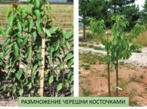 Вирощування черешні — вибір саджанців, посадка, догляд та обрізка